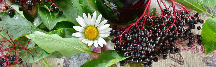Elderberry— Excellent Help For Your Baby's Skin (& Growth!)