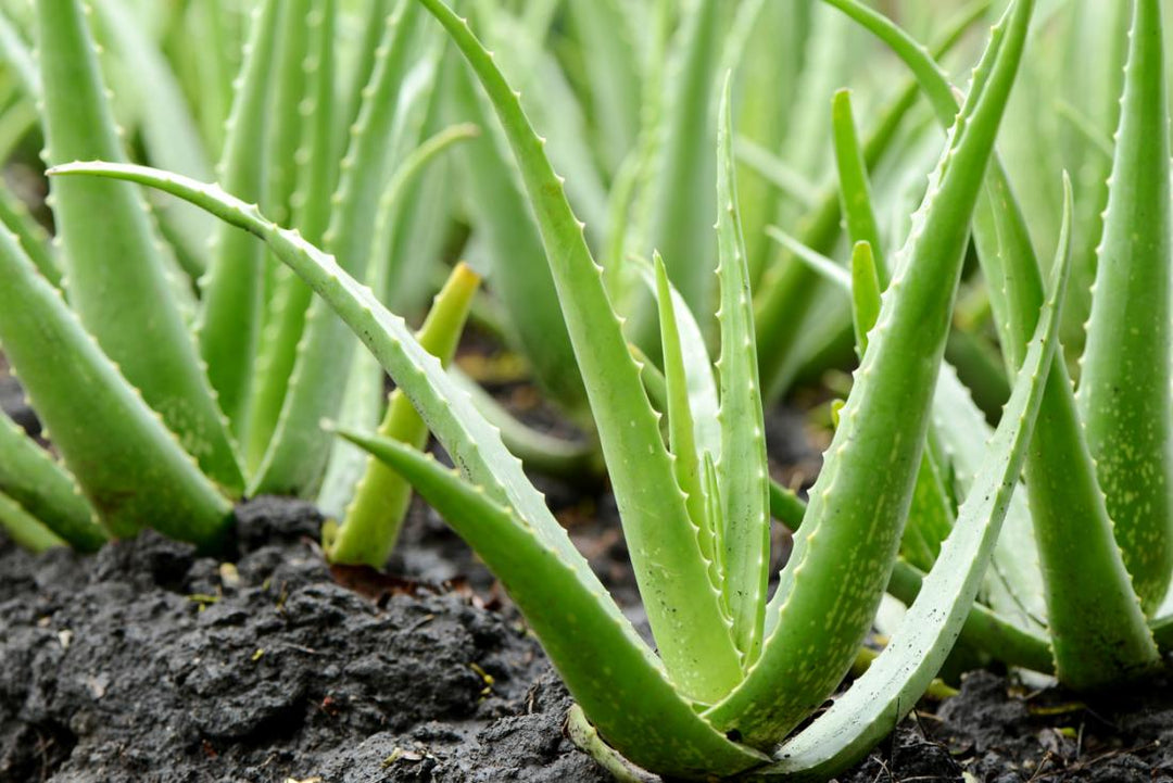Give Your Baby Aloe Vera’s Moisturizing And Healing Care