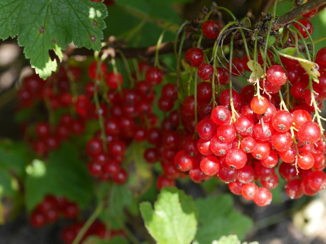 Cranberry -- Our Immune Booster For Your Baby